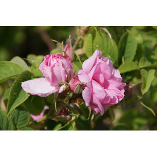 Ros de Damas - Rose ancienne - ©Rose Guillot®