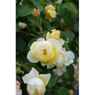 Rosier Guillot® Générosa® - L'Intemporelle Mailly Grand Cru - ©Roses Guillot®
