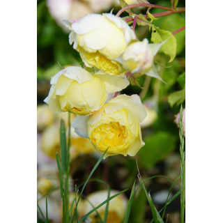 Rosier Guillot® Générosa® - L'Intemporelle Mailly Grand Cru - ©Roses Guillot®