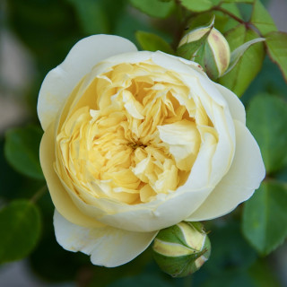 Rosier Guillot® Générosa® - L'Intemporelle Mailly Grand Cru - ©Roses Guillot®
