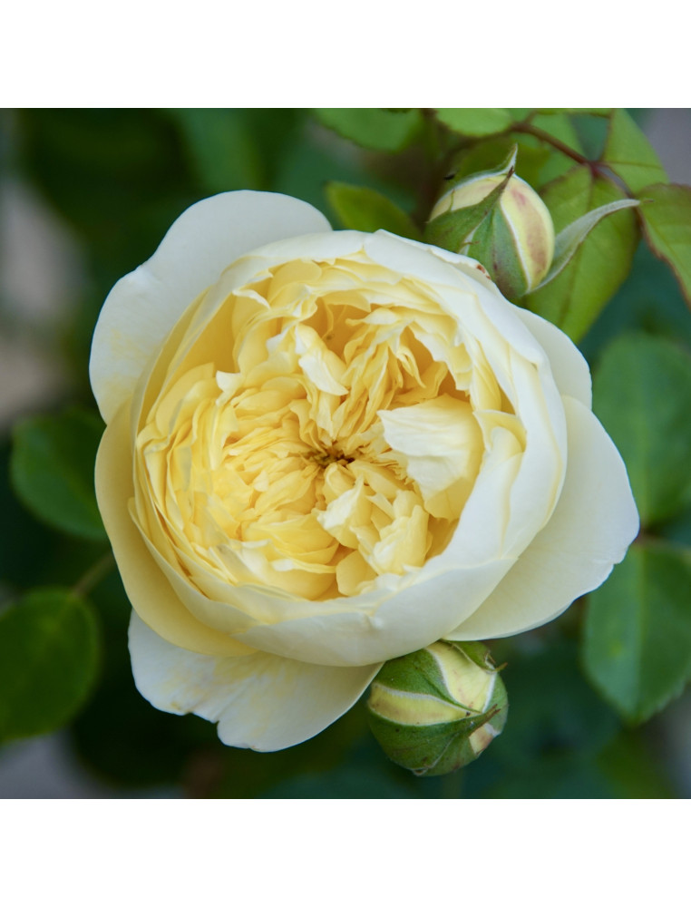 Rosier Guillot® Générosa® - L'Intemporelle Mailly Grand Cru - ©Roses Guillot®