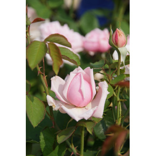 Rosier ancien Guillot® - La France - ©Roses Guillot®