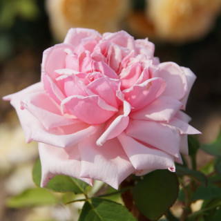 Rosier ancien Guillot® - La France - ©Roses Guillot®