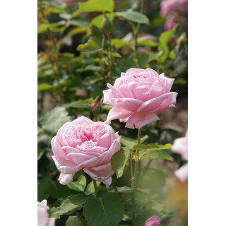 Rosier ancien Guillot® - La France - ©Roses Guillot®