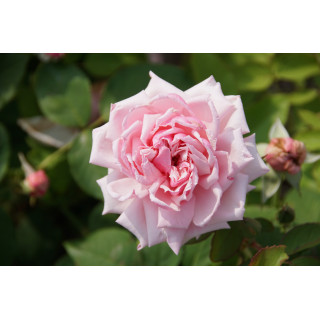 Rosier ancien Guillot® - La France - ©Roses Guillot®
