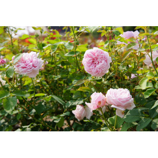 Rosier ancien Guillot® - La France - ©Roses Guillot®