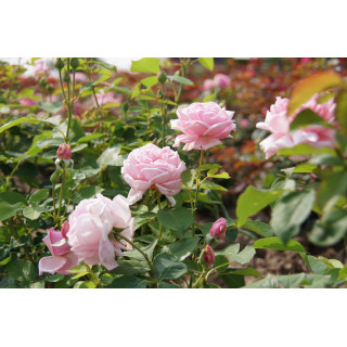Rosier ancien Guillot® - La France - ©Roses Guillot®