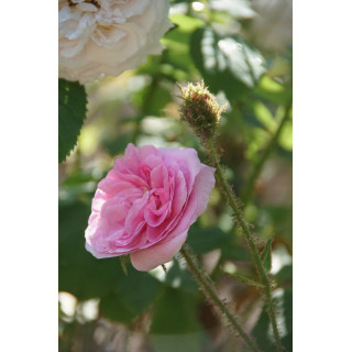 Rosier Ancien Guillot® - Joséphine de Beauharnais - ©Roses Guillot®