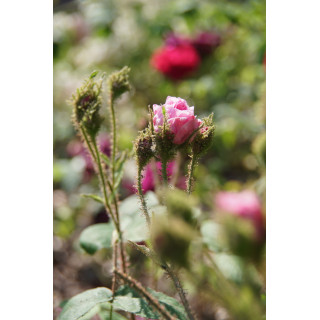 Rosier Ancien Guillot® - Joséphine de Beauharnais - ©Roses Guillot®