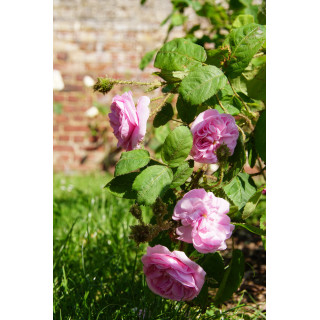 Rosier Ancien Guillot® - Joséphine de Beauharnais - ©Roses Guillot®
