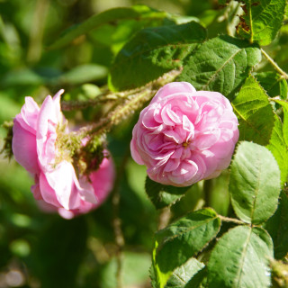 Rosier Ancien Guillot® - Joséphine de Beauharnais - ©Roses Guillot®