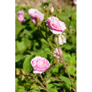 Rosier Ancien Guillot® - Joséphine de Beauharnais - ©Roses Guillot®