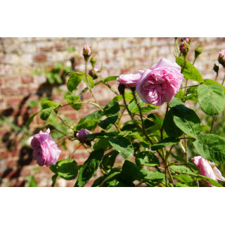 Rosier Ancien Guillot® - Joséphine de Beauharnais - ©Roses Guillot®