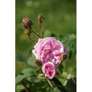Rosier Ancien Guillot® - Joséphine de Beauharnais - ©Roses Guillot®