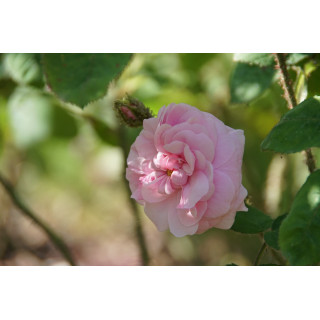 Rosier Ancien Guillot® - Joséphine de Beauharnais - ©Roses Guillot®