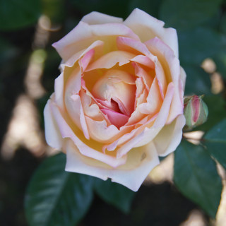 Triomphe de Guillot Fils - Rosier ancien Guillot® - ©Roses Guillot®