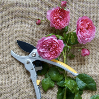 Sécateur - Roses Guillot®
