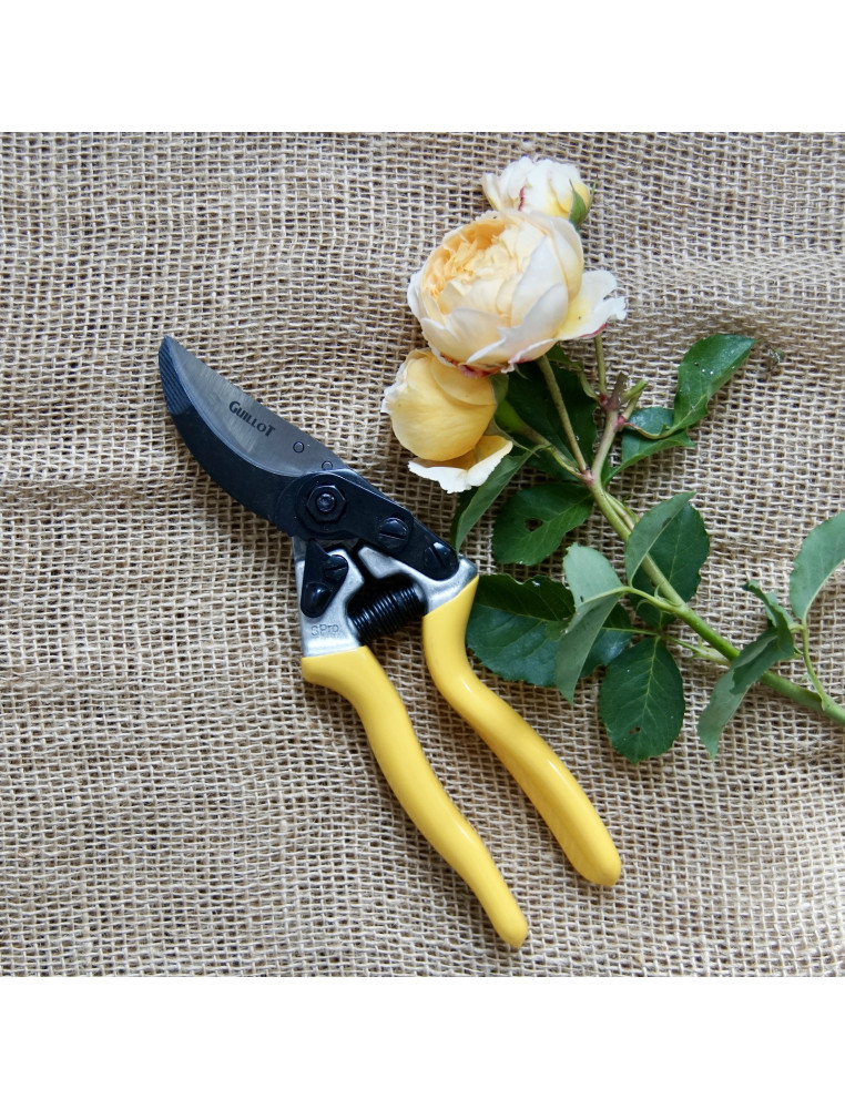 Sécateur - Roses Guillot®
