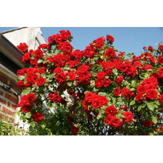 Rosier ancien Cœur du village - ©Roses Guillot®