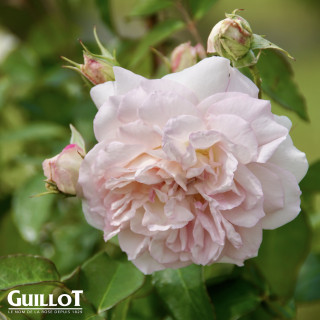Jardins d'Albertas® - Générosa® - ©Roses Guillot