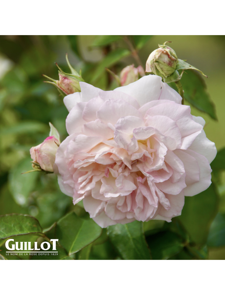 Jardins d'Albertas® - Générosa® - ©Roses Guillot