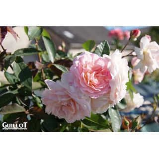 Jardins d'Albertas® - Générosa® - ©Roses Guillot