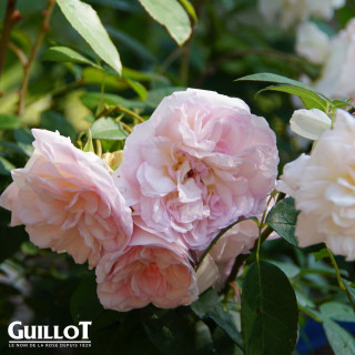 Jardins d'Albertas® - Générosa® - ©Roses Guillot