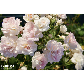 Jardins d'Albertas® - Générosa® - ©Roses Guillot