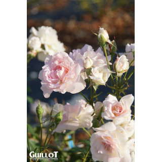Jardins d'Albertas® - Générosa® - ©Roses Guillot