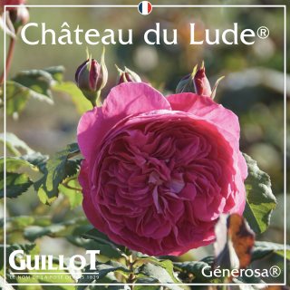 Château du Lude - ©Roses Guillot®