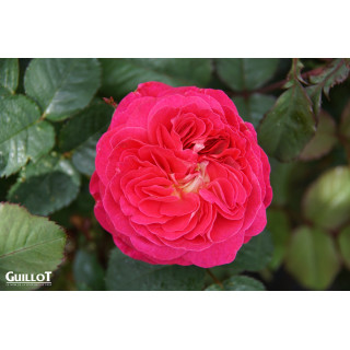 Château du Lude - ©Roses Guillot®