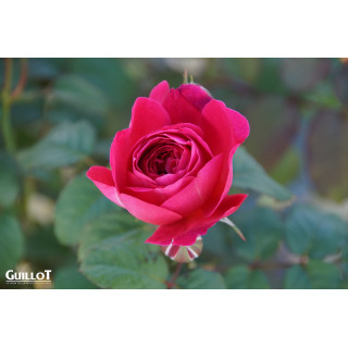 Château du Lude - ©Roses Guillot®