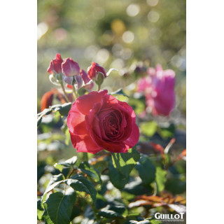 Château du Lude - ©Roses Guillot®