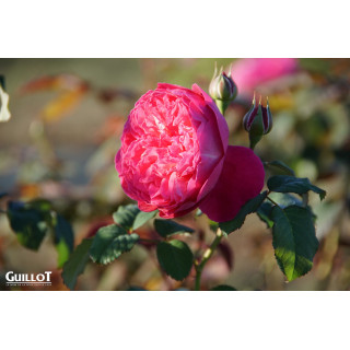 Château du Lude - ©Roses Guillot®
