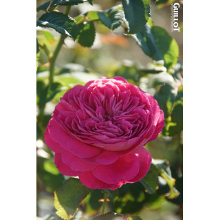 Château du Lude - ©Roses Guillot®
