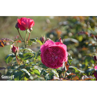 Château du Lude - ©Roses Guillot®