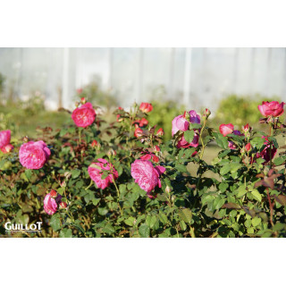 Château du Lude - ©Roses Guillot®