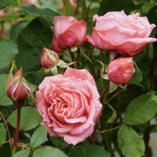 Rosier Hybrides de Thé Guillot® -  Institut Lumière - ©Roses Guillot®