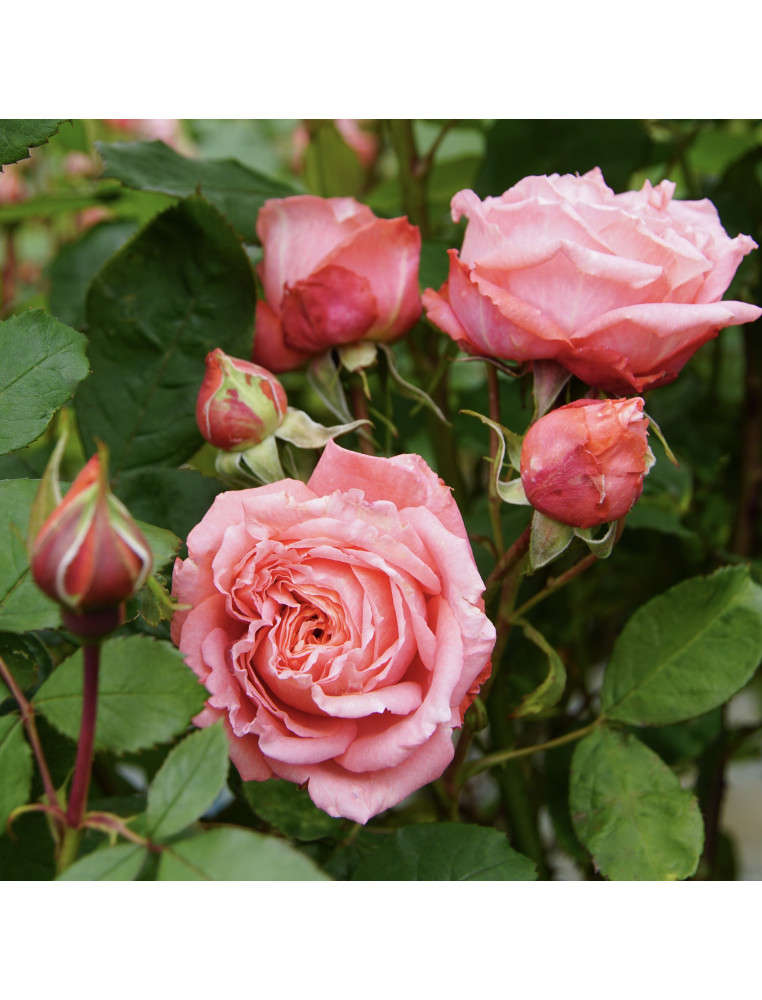 Rosier Hybrides de Thé Guillot® -  Institut Lumière - ©Roses Guillot®