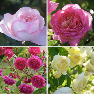 Panier parfumé - ©Roses Guillot®