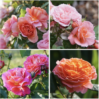 Panier pep's - ©Roses Guillot®