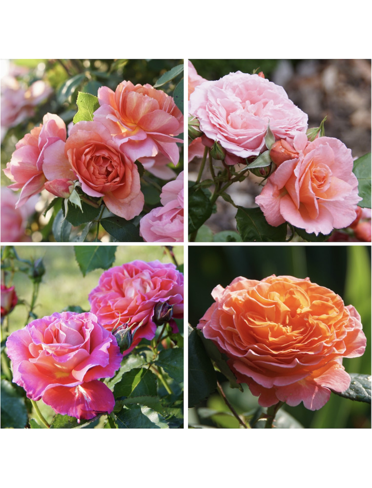 Panier pep's - ©Roses Guillot®
