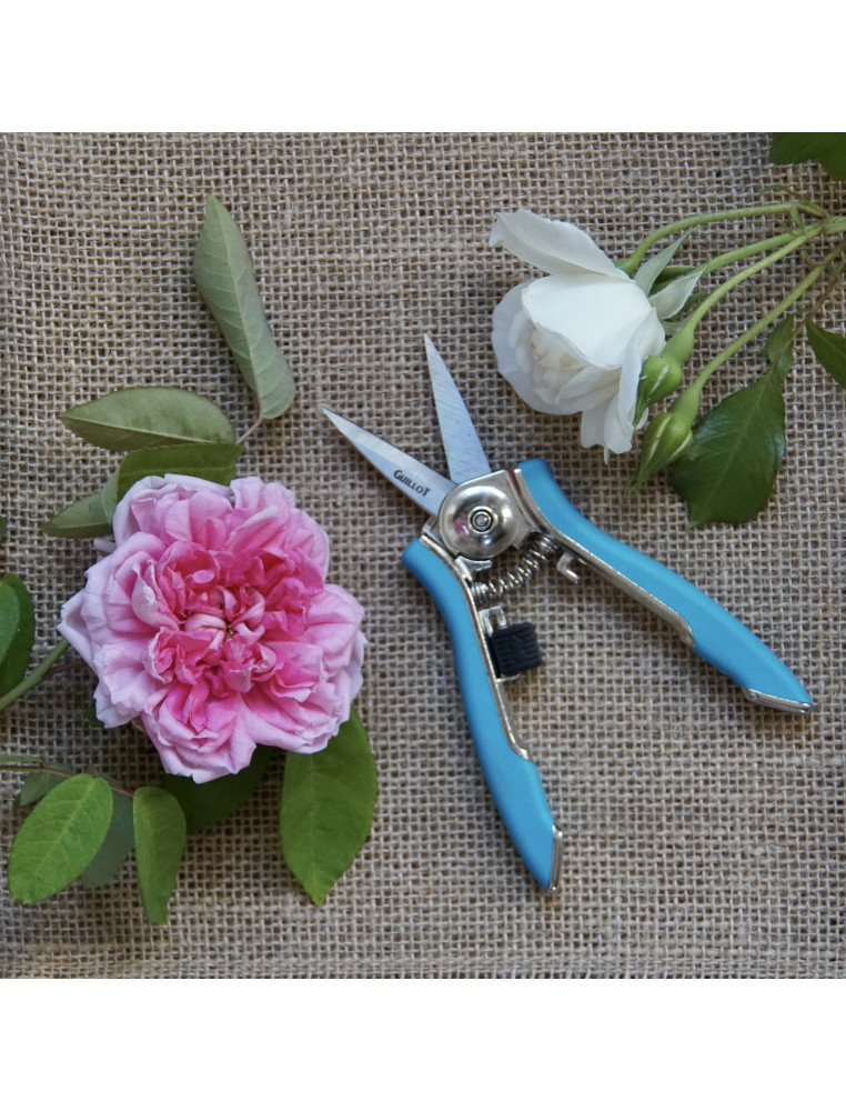 Secateur Epinette Happpy Line -  ©Roses Guillot®