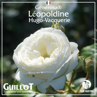 Léopoldine Hugo-Vacquerie - ©Roses Guillot®