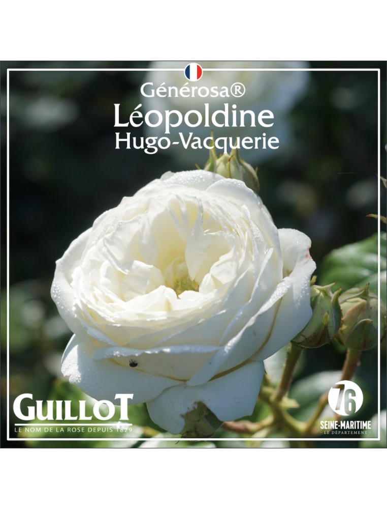 Léopoldine Hugo-Vacquerie - ©Roses Guillot®