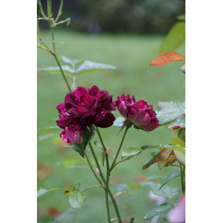 Burgundy Ice® - ©Roses Guillot®