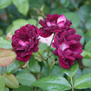 Burgundy Ice® - ©Roses Guillot®