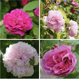 Panier charme ancien - ©Roses Guillot®
