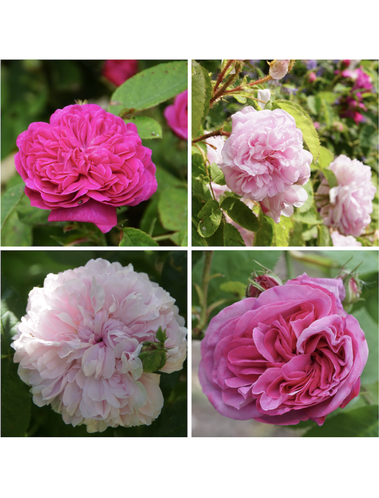 Panier charme ancien - ©Roses Guillot®