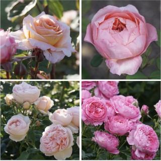 Panier Romantique - ©Roses Guillot®